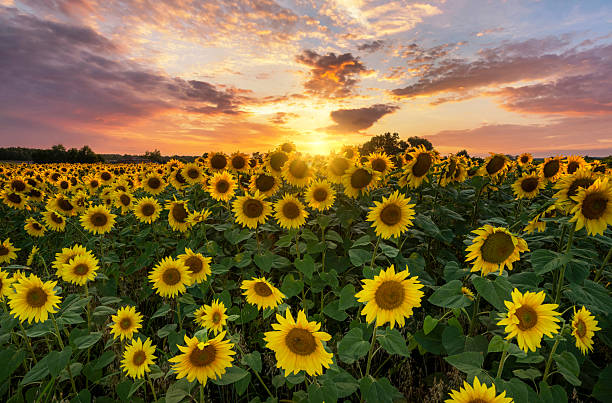 istock Summer sunset over field of sunflowers 2211485761