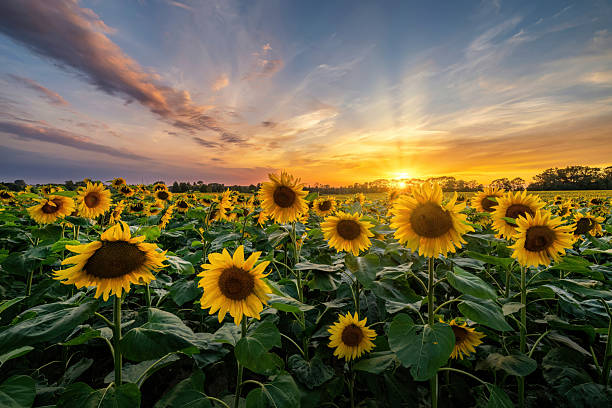 istock Summer sunset over field of sunflowers 2211485796