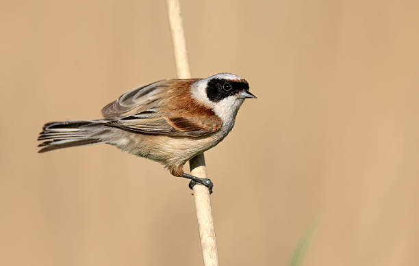 istock Penduline tit ( Remiz pendulinus ) - male 2211485888