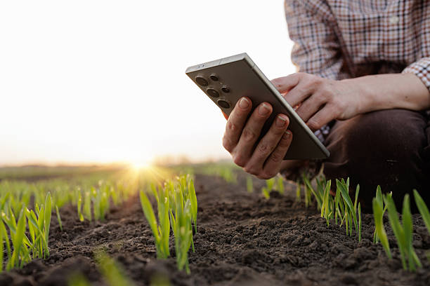 istock Farmer checks young plants with smartphone app, agricultural technology concept, precision farming. 2211485894