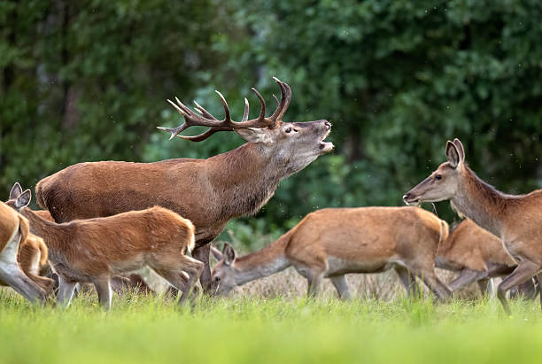 istock European deer male buck ( Cervus elaphus ) during rut 2211485926