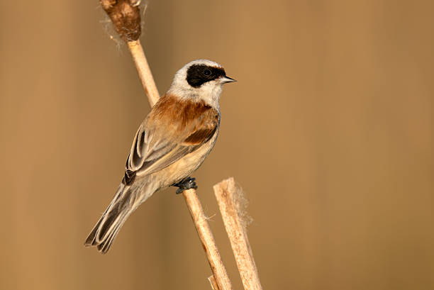 istock Penduline tit ( Remiz pendulinus ) - male 2211486072