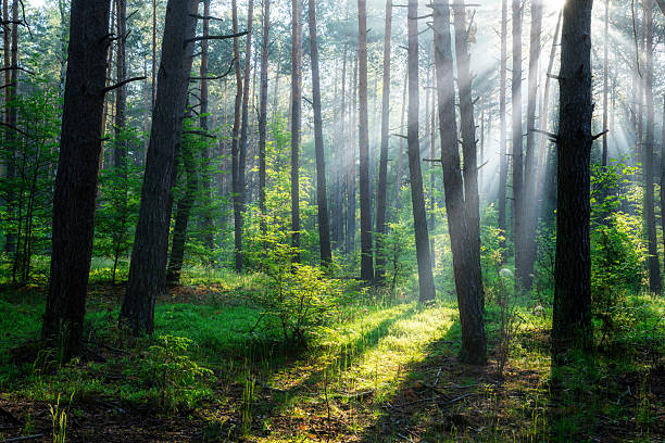 istock Beautiful sunny morning in green forest 2211486543
