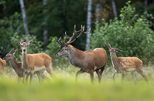 istock European deer male buck ( Cervus elaphus ) during rut 2211486587