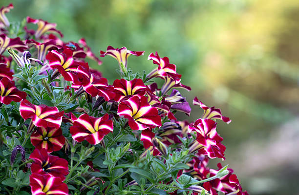 Hanging basket of two-tone petunias on a sunny summer day