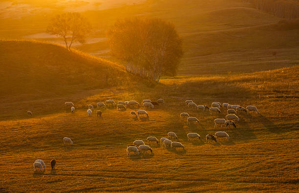 Bathed in the golden hues of the setting sun, a peaceful flock of sheep grazes across the rolling autumn hills of Bashang, Inner Mongolia. The warm light creates a serene pastoral scene, capturing the quiet beauty of rural life on the northern Chinese grasslands.
