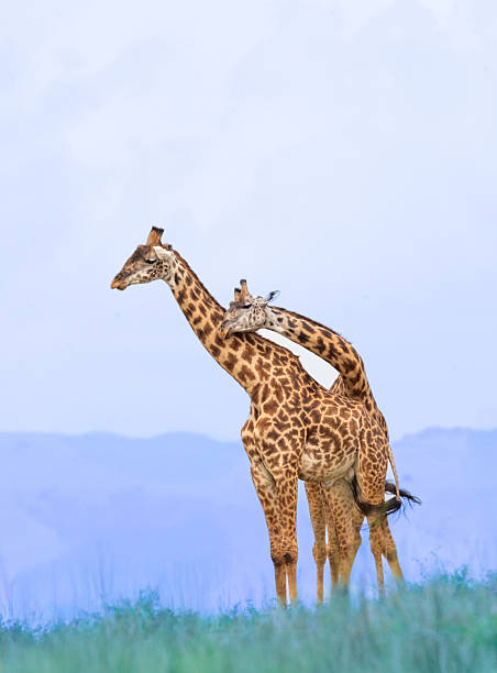 Two giraffes engage in a classic “necking” behavior on the open grasslands of Tanzania. This gentle yet competitive display, where males swing their necks in a show of dominance, unfolds against a pastel-hued backdrop of rolling hills, showcasing the grace and strength of Africa’s tallest mammals.
