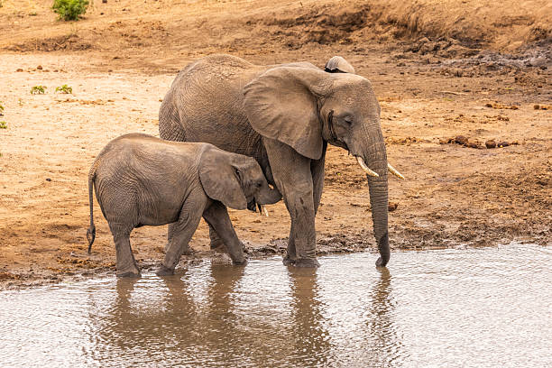 istock Young Elephant Nursing at Water’s Edge in Maasai Mara, Kenya 2211488457