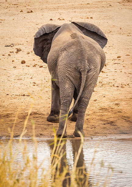 An African elephant walks toward a waterhole, its massive form framed against the dry earth of Maasai Mara. The rear view emphasizes the animal’s power and presence, as well as its need for water in a parched savanna environment.
