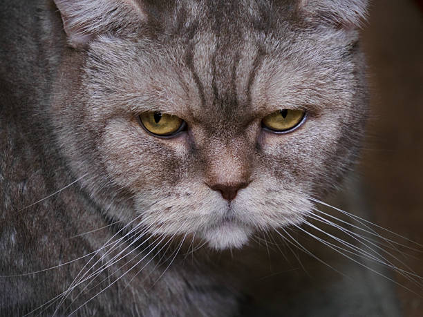 serious lilac scottish cat, close-up