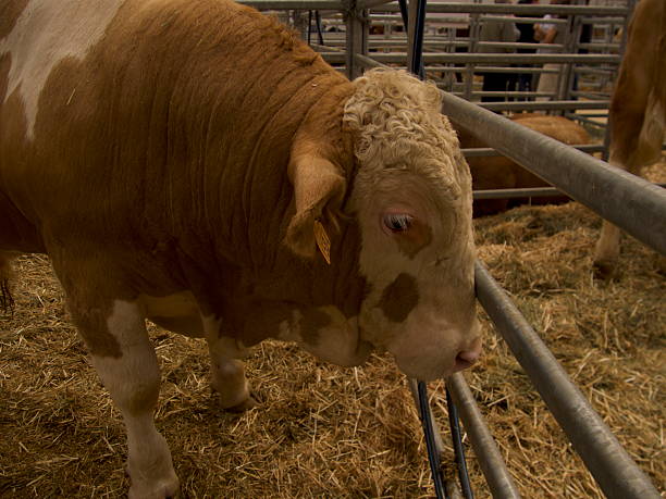 istock Head of a large brown and white bull. 2211488924