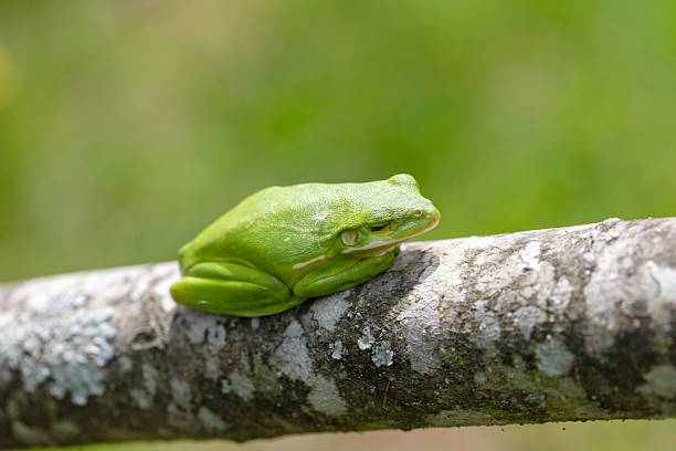 The American green tree frog (Dryophytes cinereus or Hyla cinerea) Commonly found in the central and southeastern United States, the frog lives in open canopy forests with permanent water sources