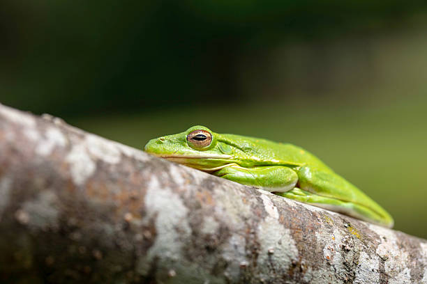 istock The American green tree frog (Dryophytes cinereus or Hyla cinerea) 2211489083