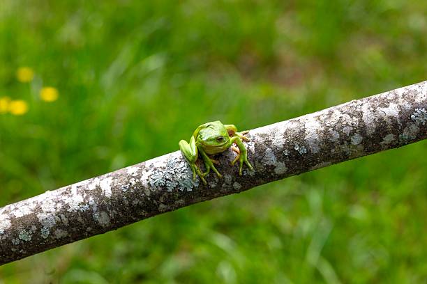 The American green tree frog (Dryophytes cinereus or Hyla cinerea) Commonly found in the central and southeastern United States, the frog lives in open canopy forests with permanent water sources