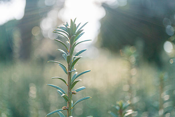 A single vibrant rose bud stands against a soft, blurred grassy backdrop under sunlight Conveys themes of beauty, growth, and natural elegance