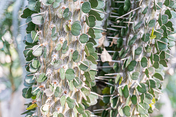 Image of unique thorny plant with multiple arms, each ending in a sharp thorn Focus on natures diversity and sustainability themes