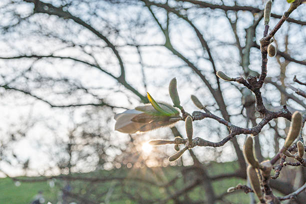 istock Close-up shot of an apple tree budding under sunrisesunset, emphasizing soft focus on blooming petals and textured branches Suitable for marketing organic produce, agriculture, nature, lifestyle, o 2211490825