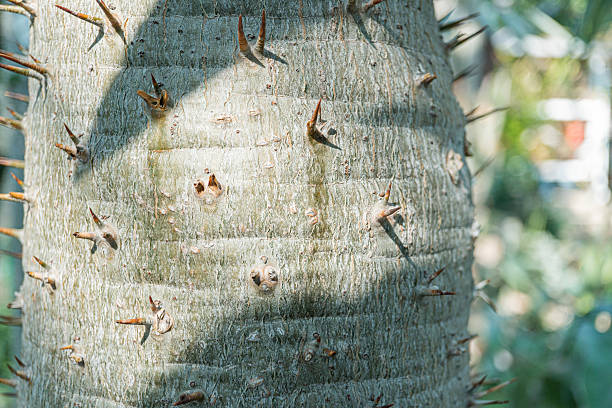istock Close-up image of a spiny tree bark, portraying organic texture and representing themes like strength, resilience, nature, or organics Tactile quality evoking natural connection 2211490832