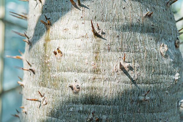 Close-up shot of an aged, textured tree trunk with a rough bark pattern No leaves visible Subject suggests resilience, growth, nature, and wildness