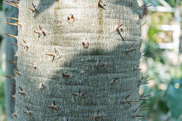 istock Image shows an outdoor cactus with many spines, suitable for botanical or horticultural contexts Conveys resilience and adaptability 2211490849