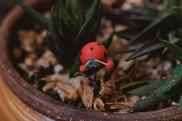 Close-Up of Ladybug on a Plant