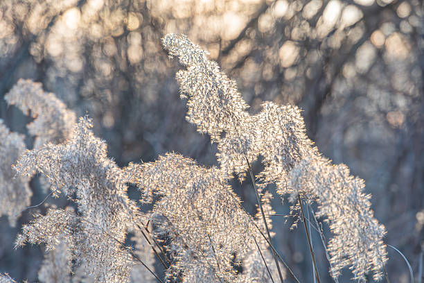 istock A tranquil nature photograph featuring dried seed pods, possibly captured during sunrise or sunset The image emphasizes texture and detail against a blurred background, suggesting growth, resilience 2211490912