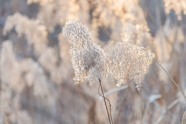 istock A tranquil image featuring unbloomed flowers against a blurred backdrop of tall grasses, emphasizing soft textures and color gradations The shallow depth of field adds to the peaceful, ethereal atmo 2211490982