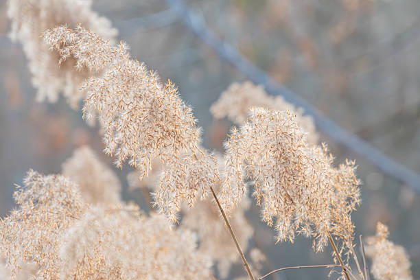 istock Close-up image of dried, feathery seed heads on branches against a blurred background, suggestive of autumn or winter in a natural setting Imagery suitable for themes like nature, plant life, botany 2211490983