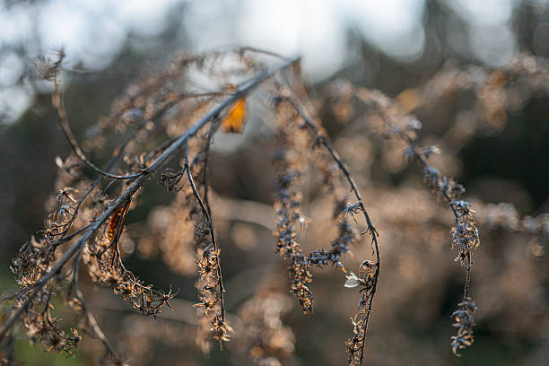 istock Image of close-up tree branches with water droplets, suggesting a natural outdoor setting The droplets reflect light, evoking feelings of freshness and vitality 2211491042