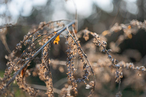 istock Close-up image of a seed head, showcasing texture and form Theme suggestions include growth, potential, nature, ecology, botany, gardening, organic products Earthy and natural feel, evoking resilie 2211491046