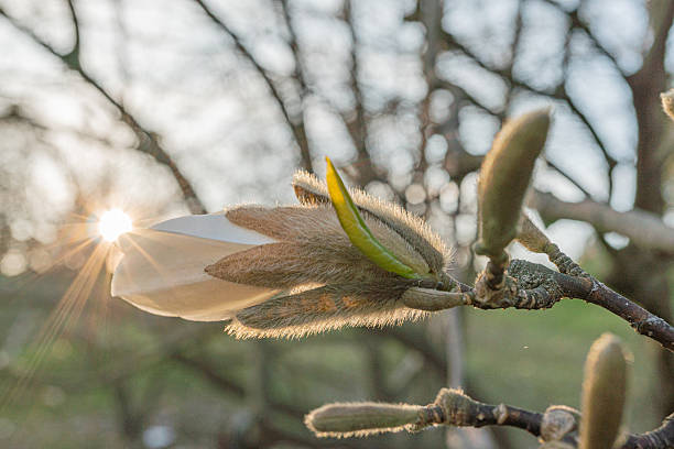 A close-up image of a tree with delicate blossoms, showcasing soft and serene spring ambiance, suitable for flowery advertising campaigns or events like weddings