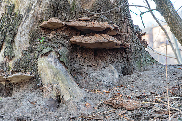istock An image showcasing growth and nature, featuring an old tree with mushrooms growing on it and a young sapling emerging from the ground, symbolizing resilience and new beginnings The backdrop suggest 2211491054