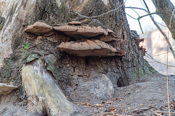 A hollowed-out tree trunk with mushrooms growing inside, set in a possible forest or park during autumnwinter The image suggests themes of nature, sustainability, growth from within, and interconne