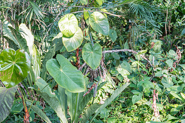 Image shows lush, vibrant greenery with tropical plants, possibly in a jungle or rainforest setting The focus is on plant life and natural beauty, conveying themes like biodiversity, eco-tourism, na