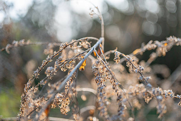 Close-up image of dried plant branches, showcasing textures and forms, abstract yet organic, suggests natural themes or seasonal transitions