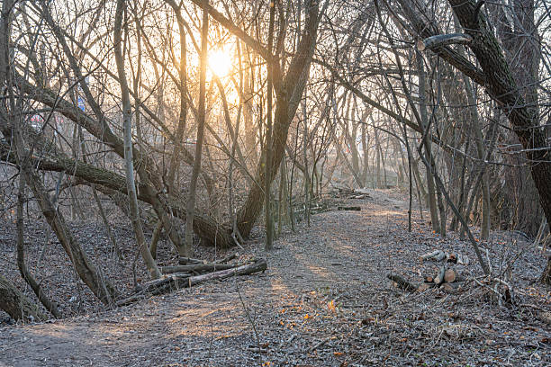 Image depicts a tranquil forest scene at dusk, symbolizing potential exploration and themes of transformation