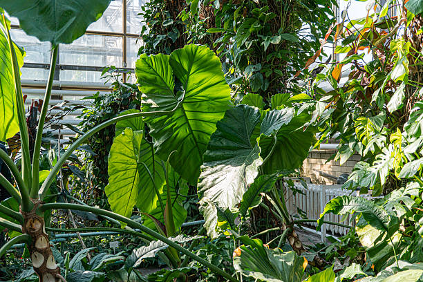 istock The image presents a lush, tropical interior space filled with various plants, bathed in soft natural light 2211491386