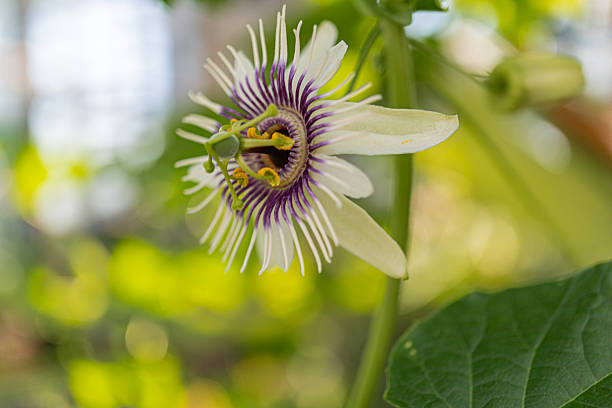 istock Image showcases a vibrant, ripe passion fruit in bloom with striking blossoms and green foliage The close-up perspective highlights the flowers intricate details and emphasizes the fruits vivid co 2211491413
