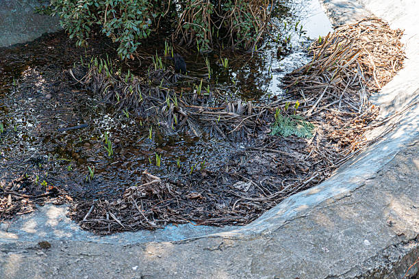 istock Image shows an outdoor scene with a deteriorating pool or reservoir, surrounded by sparse vegetation and debris Conveys themes of decay, dereliction, environmental issues, and the passage of time 2211491467