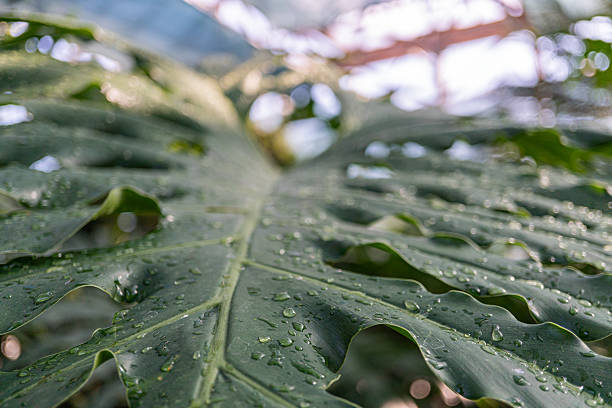 istock Image of a fresh, wet leaf with reflective droplets 2211491487