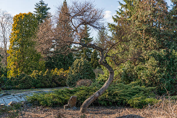 A tranquil garden scene featuring an aged, gnarled tree with lush leaves, well-maintained grass and hedges, various plants, larger trees in the backdrop, and themes of nature, serenity, growth, longe