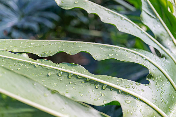 istock Close-up of a wet, textured tropical leaf showcasing light play 2211491654
