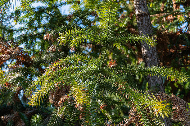 istock Close-up image of a coniferous tree with blurred background, suggesting daytime in forest setting Evokes feelings of nature, tranquility, and seasonal change 2211491707