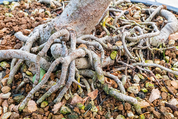 Close-up image of tangled tree roots, showcasing growth and complexity against a neutral background a