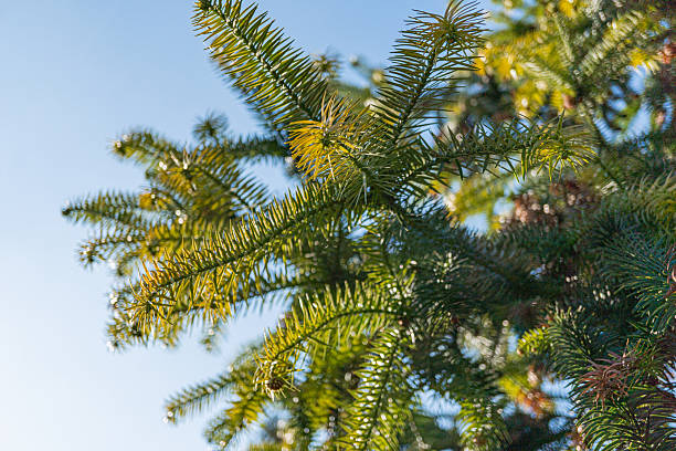 Close-up image of a textured tree branch with vibrant green needles against a blurred background, suitable for marketing materials that convey growth or nature themes