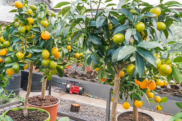 istock Image shows progress of orange tree growth from seedlings to mature plants, emphasizing vibrant green leaves and successful cultivation 2211492343
