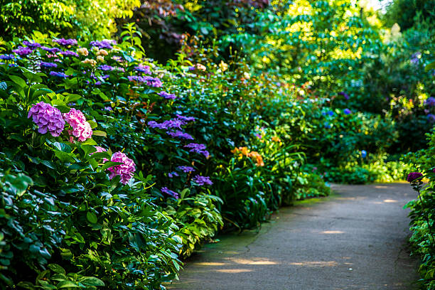 Hydrangea at Yokohama, Kanagawa Prefecture