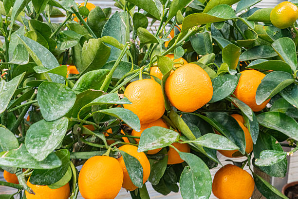 istock Orange tree full of oranges at various ripeness stages, grown in a controlled environment like a greenhouse Healthy leaves and ample natural light suggest quality produce 2211492508