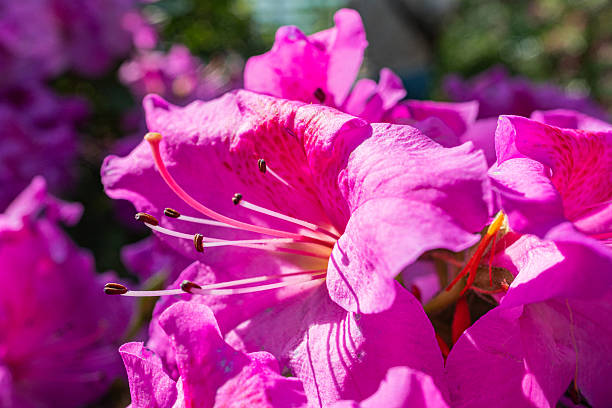 Close-up of pink blooming flowers, showcasing delicate texture and subtle hue variations Could be used for marketing or decorative purposes to convey themes like freshness, beauty, springtime, natur