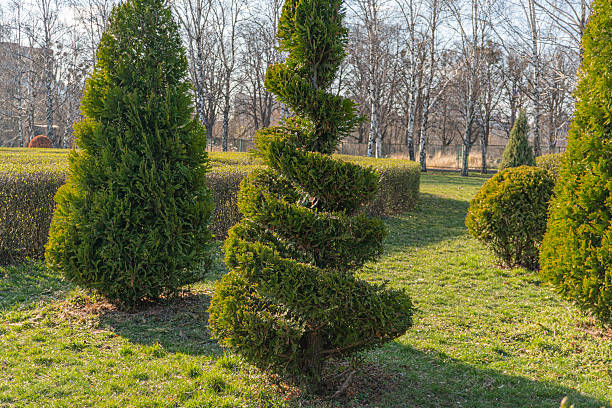 istock Image depicts a well-maintained garden with a topiary Christmas tree, soft lighting, lush grass, and other trees in the background 2211492555